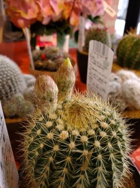 サボテンの花｜「花里」　（神奈川県逗子市の花キューピット加盟店 花屋）のブログ