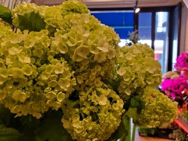 もこもこ｜「花里」　（神奈川県逗子市の花キューピット加盟店 花屋）のブログ