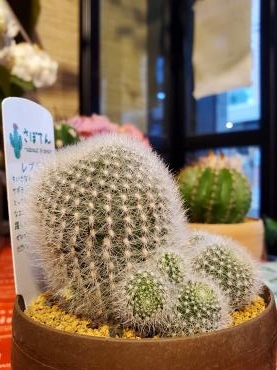 ふわり｜「花里」　（神奈川県逗子市の花キューピット加盟店 花屋）のブログ
