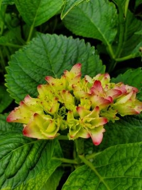 紫陽花｜「花里」　（神奈川県逗子市の花キューピット加盟店 花屋）のブログ