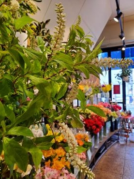 夏 花屋ブログ 神奈川県逗子市の花屋 花里にフラワーギフトはお任せください 当店は 安心と信頼の花キューピット加盟店です 花 キューピットタウン
