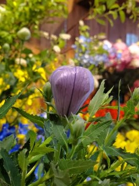 静かに｜「花里」　（神奈川県逗子市の花キューピット加盟店 花屋）のブログ