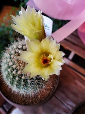 咲いた｜「花里」　（神奈川県逗子市の花キューピット加盟店 花屋）のブログ