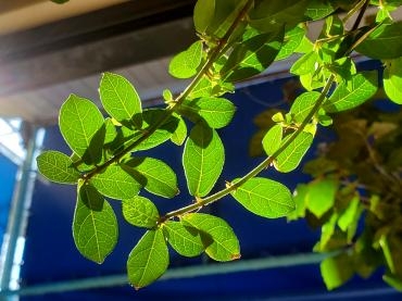 夏空｜「花里」　（神奈川県逗子市の花キューピット加盟店 花屋）のブログ