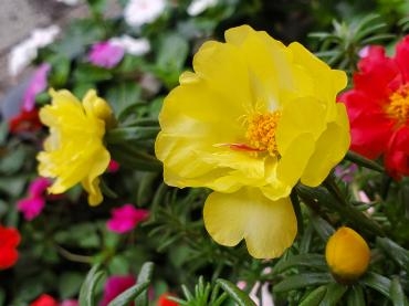 黄色｜「花里」　（神奈川県逗子市の花キューピット加盟店 花屋）のブログ