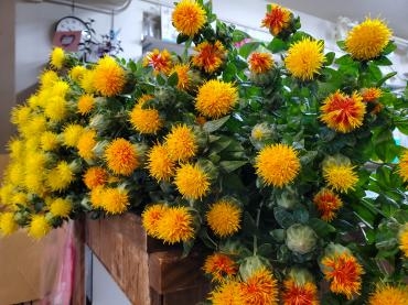 夏の予感｜「花里」　（神奈川県逗子市の花キューピット加盟店 花屋）のブログ