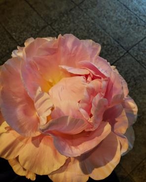 明日は満開｜「花里」　（神奈川県逗子市の花キューピット加盟店 花屋）のブログ