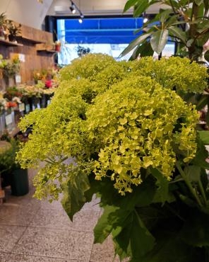 ピチピチ｜「花里」　（神奈川県逗子市の花キューピット加盟店 花屋）のブログ