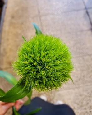 まるもふ｜「花里」　（神奈川県逗子市の花キューピット加盟店 花屋）のブログ