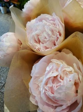 やわらか｜「花里」　（神奈川県逗子市の花キューピット加盟店 花屋）のブログ