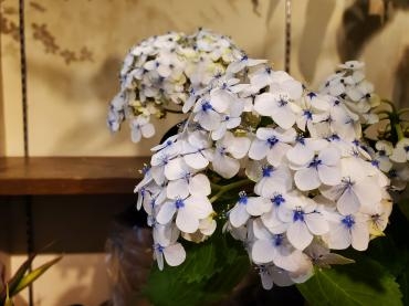 開花｜「花里」　（神奈川県逗子市の花キューピット加盟店 花屋）のブログ