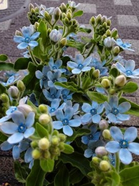 星｜「花里」　（神奈川県逗子市の花キューピット加盟店 花屋）のブログ