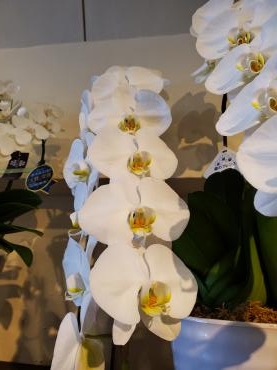 コロコロ｜「花里」　（神奈川県逗子市の花キューピット加盟店 花屋）のブログ