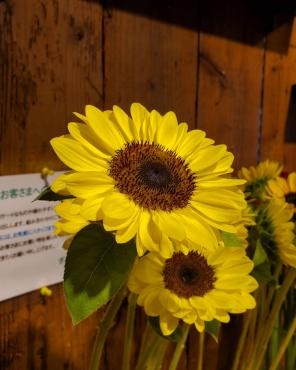 梅雨明け｜「花里」　（神奈川県逗子市の花キューピット加盟店 花屋）のブログ
