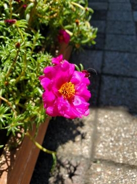 夏が好き｜「花里」　（神奈川県逗子市の花キューピット加盟店 花屋）のブログ