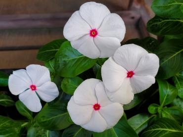営業再開いたします｜「花里」　（神奈川県逗子市の花キューピット加盟店 花屋）のブログ