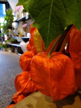 オレンジ｜「花里」　（神奈川県逗子市の花キューピット加盟店 花屋）のブログ