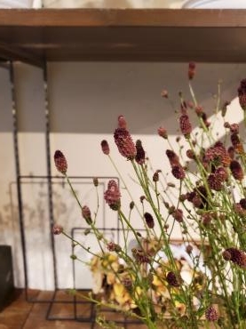 秋の気配｜「花里」　（神奈川県逗子市の花キューピット加盟店 花屋）のブログ