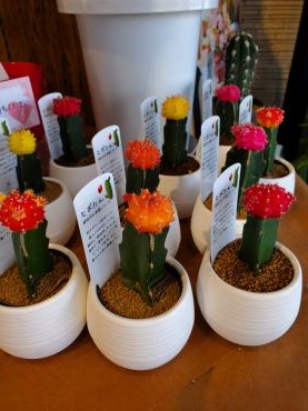 ヒボたん｜「花里」　（神奈川県逗子市の花キューピット加盟店 花屋）のブログ
