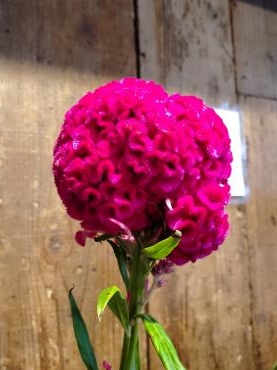 アタック！！｜「花里」　（神奈川県逗子市の花キューピット加盟店 花屋）のブログ