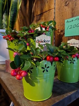 赤い実｜「花里」　（神奈川県逗子市の花キューピット加盟店 花屋）のブログ