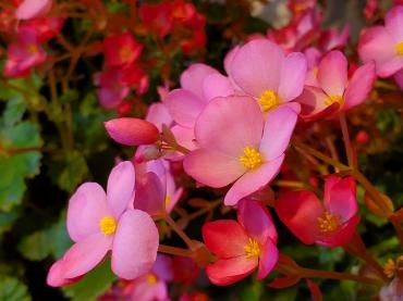 ラブミー！｜「花里」　（神奈川県逗子市の花キューピット加盟店 花屋）のブログ