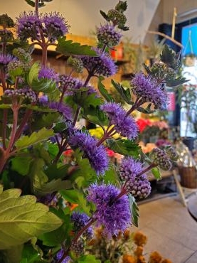 段々｜「花里」　（神奈川県逗子市の花キューピット加盟店 花屋）のブログ