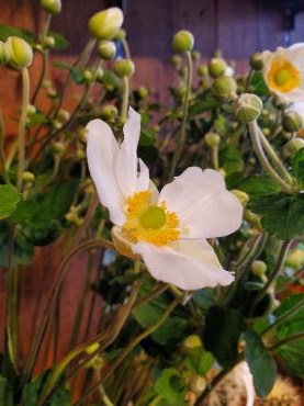 秋の白｜「花里」　（神奈川県逗子市の花キューピット加盟店 花屋）のブログ