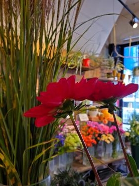 さわさわ｜「花里」　（神奈川県逗子市の花キューピット加盟店 花屋）のブログ