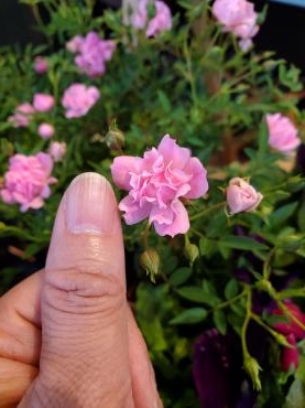 姫｜「花里」　（神奈川県逗子市の花キューピット加盟店 花屋）のブログ