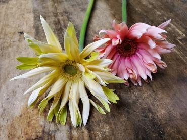 パスタ｜「花里」　（神奈川県逗子市の花キューピット加盟店 花屋）のブログ