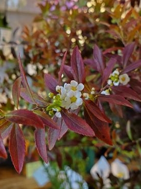 紅白その２｜「花里」　（神奈川県逗子市の花キューピット加盟店 花屋）のブログ