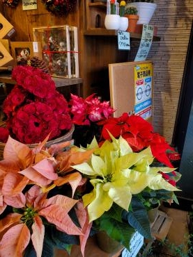 クリスマスの景色 花屋ブログ 神奈川県逗子市の花屋 花里にフラワーギフトはお任せください 当店は 安心と信頼の花キューピット加盟店です 花 キューピットタウン