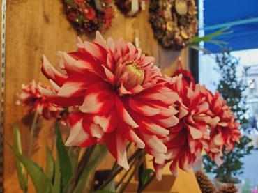 冬のダリア｜「花里」　（神奈川県逗子市の花キューピット加盟店 花屋）のブログ