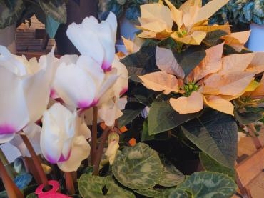 ゴールド｜「花里」　（神奈川県逗子市の花キューピット加盟店 花屋）のブログ