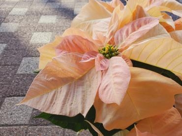 淡いピンク｜「花里」　（神奈川県逗子市の花キューピット加盟店 花屋）のブログ
