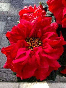 ローズ｜「花里」　（神奈川県逗子市の花キューピット加盟店 花屋）のブログ