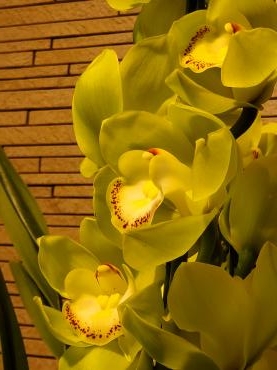 パンチ！｜「花里」　（神奈川県逗子市の花キューピット加盟店 花屋）のブログ