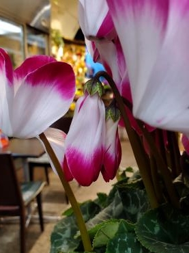 蕾｜「花里」　（神奈川県逗子市の花キューピット加盟店 花屋）のブログ