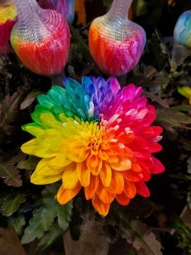 虹｜「花里」　（神奈川県逗子市の花キューピット加盟店 花屋）のブログ