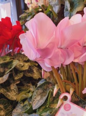 ランジェリー｜「花里」　（神奈川県逗子市の花キューピット加盟店 花屋）のブログ