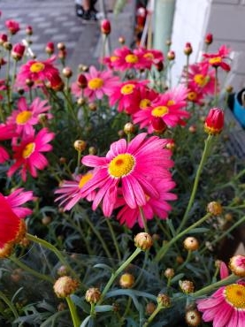 イチゴ｜「花里」　（神奈川県逗子市の花キューピット加盟店 花屋）のブログ