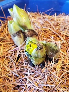 春の黄色｜「花里」　（神奈川県逗子市の花キューピット加盟店 花屋）のブログ