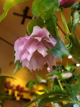 フリル｜「花里」　（神奈川県逗子市の花キューピット加盟店 花屋）のブログ
