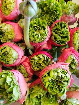 サラダ｜「花里」　（神奈川県逗子市の花キューピット加盟店 花屋）のブログ