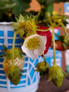 おうちでいちご狩り｜「花里」　（神奈川県逗子市の花キューピット加盟店 花屋）のブログ