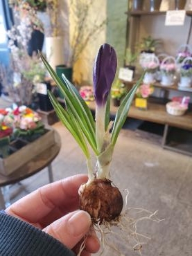 球根つき｜「花里」　（神奈川県逗子市の花キューピット加盟店 花屋）のブログ