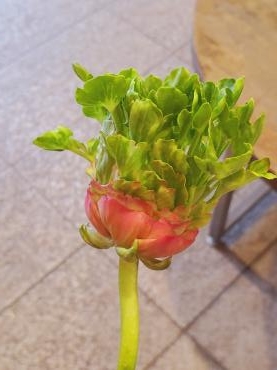 サラダちゃん｜「花里」　（神奈川県逗子市の花キューピット加盟店 花屋）のブログ