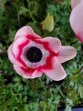 じっ｜「花里」　（神奈川県逗子市の花キューピット加盟店 花屋）のブログ