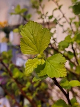 新芽｜「花里」　（神奈川県逗子市の花キューピット加盟店 花屋）のブログ